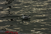 18.08.2013 19:23:41
18. August 2013
Ostsee 2013
Ostsee-Fotos