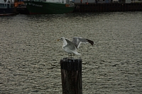 18.08.2013 19:26:24
18. August 2013
Ostsee 2013
Ostsee-Fotos