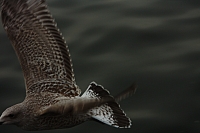 18.08.2013 19:31:02
18. August 2013
Ostsee 2013
Ostsee-Fotos