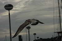 18.08.2013 19:31:05
18. August 2013
Ostsee 2013
Ostsee-Fotos