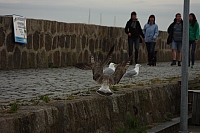 18.08.2013 19:31:15
18. August 2013
Ostsee 2013
Ostsee-Fotos