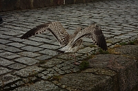 18.08.2013 19:31:34
18. August 2013
Ostsee 2013
Ostsee-Fotos