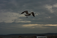 18.08.2013 19:31:44
18. August 2013
Ostsee 2013
Ostsee-Fotos