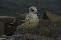 18.08.2013 19:36:27
18. August 2013
Ostsee 2013
Ostsee-Fotos