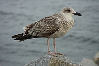 18.08.2013 19:37:03
18. August 2013
Ostsee 2013
Ostsee-Fotos