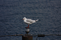 22.08.2013 14:47:30
Rostock Warnemünde
Ostsee 2013
Ostsee-Fotos