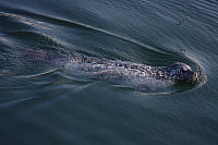 22.08.2013 14:48:49
Rostock Warnemünde
Ostsee 2013
Ostsee-Fotos