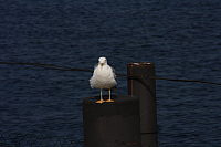 22.08.2013 14:57:21
Rostock Warnemünde
Ostsee 2013
Ostsee-Fotos