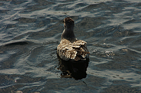 22.08.2013 15:28:03
Rostock Warnemünde
Ostsee 2013
Ostsee-Fotos