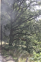 24.08.2013 13:18:09
Rasender Roland
Ostsee 2013
Ostsee-Fotos