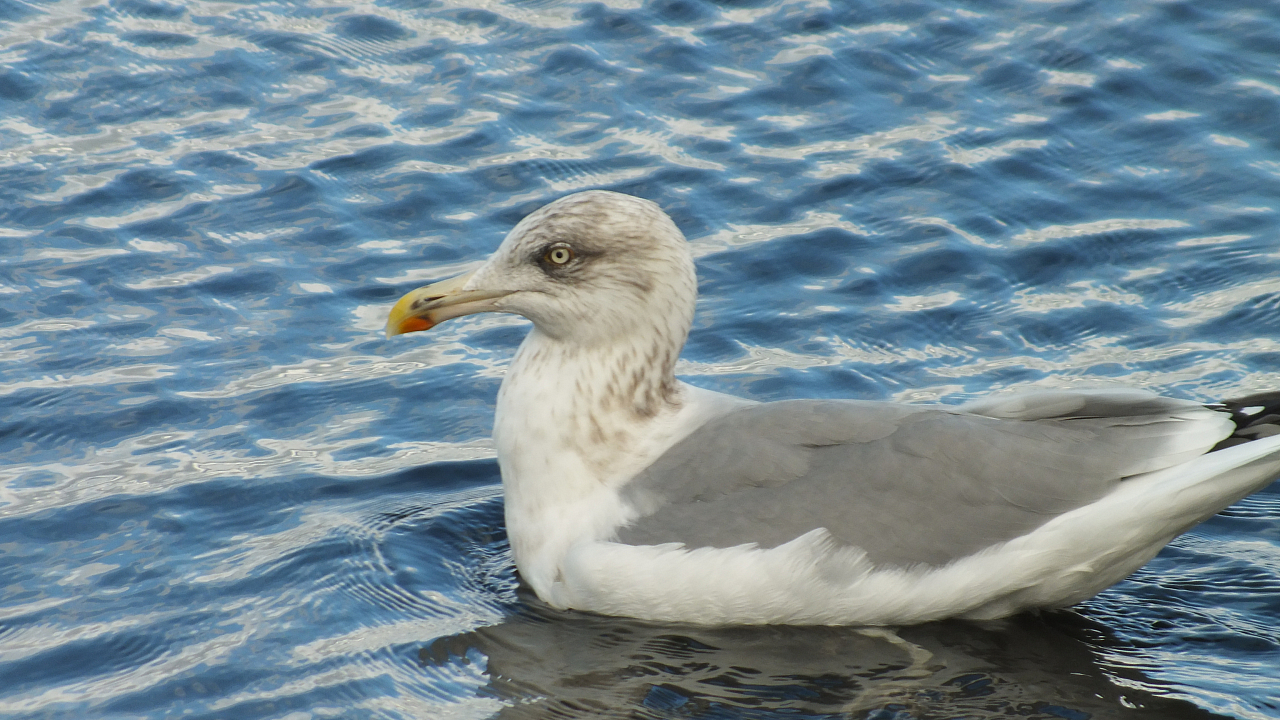&copy; R.Thiel
10.10.2020 13:04:42
Stralsund 2020
Ostsee-Fotos