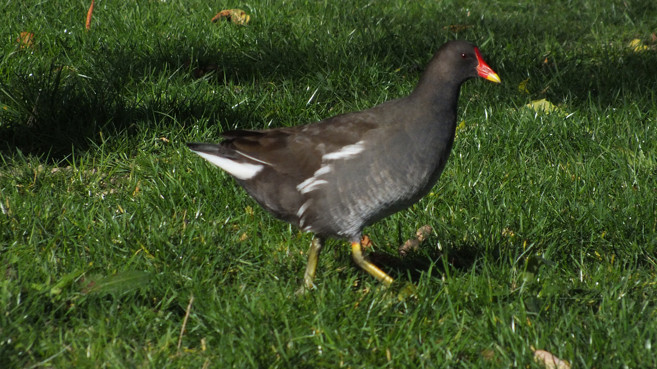 &copy; R.Thiel
10.10.2020 14:21:44
Stralsund 2020
Ostsee-Fotos