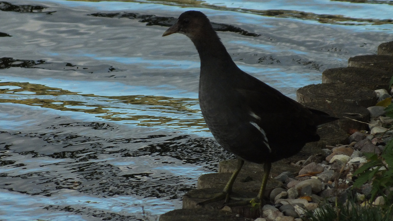 &copy; R.Thiel
10.10.2020 14:22:13
Stralsund 2020
Ostsee-Fotos